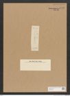 Diatomeae indet. Zeichnungen Sammlung Grunow Nr. 4473 (NHMW-BOT-W0372429)